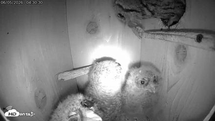 Eastern Screech Owl Live Cam - Jun 5, 2026, 1:23pm CDT