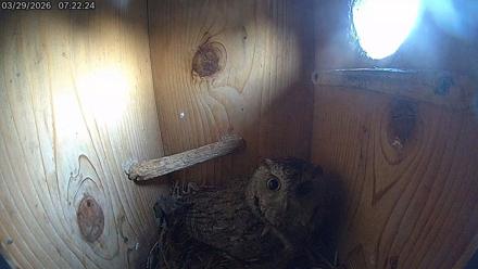 Eastern Screech Owl Live Cam - Mar 29, 2026, 7:39am CDT