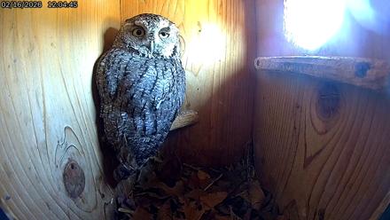 Eastern Screech Owl Live Cam - Feb 16, 2026, 12:07pm CST
