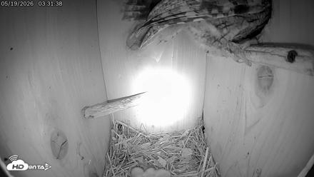 Eastern Screech Owl Live Cam - May 19, 2026, 9:39am CDT