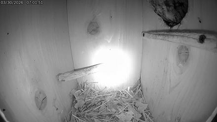 Eastern Screech Owl Live Cam - Mar 30, 2026, 7:30am CDT