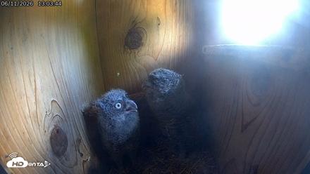 Eastern Screech Owl Live Cam - Jun 11, 2026, 7:41pm CDT