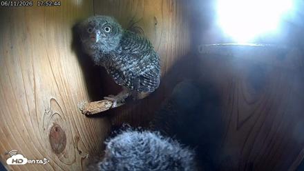 Eastern Screech Owl Live Cam - Jun 11, 2026, 8:14pm CDT