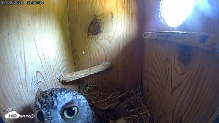 Eastern Screech Owl Live Cam - May 9, 2026, 1:12pm CDT