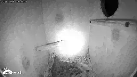 Eastern Screech Owl Live Cam - Apr 18, 2026, 12:50pm CDT
