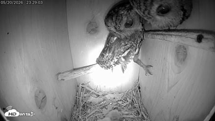 Eastern Screech Owl Live Cam - May 21, 2026, 7:34am CDT