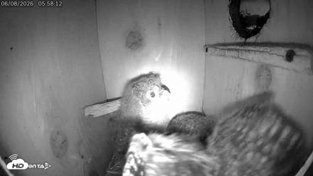 Eastern Screech Owl Live Cam - Jun 8, 2026, 6:01am CDT