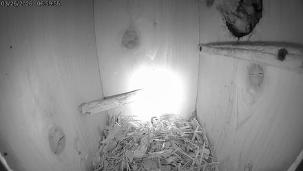 Eastern Screech Owl Live Cam - Mar 26, 2026, 7:35am CDT