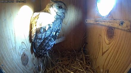 Eastern Screech Owl Live Cam - Sep 16, 2025, 9:29am CDT