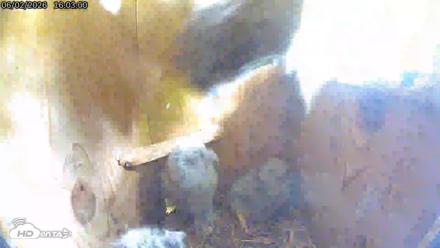 Eastern Screech Owl Live Cam - Jun 2, 2026, 5:03pm CDT