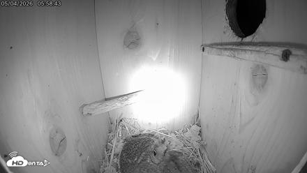 Eastern Screech Owl Live Cam - May 4, 2026, 3:07pm CDT
