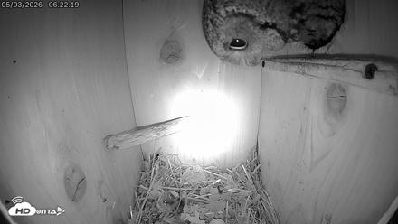 Eastern Screech Owl Live Cam - May 3, 2026, 6:23am CDT