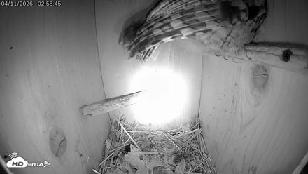 Eastern Screech Owl Live Cam - Apr 11, 2026, 9:13am CDT