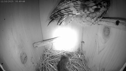 Eastern Screech Owl Live Cam - Nov 10, 2025, 9:47am CST