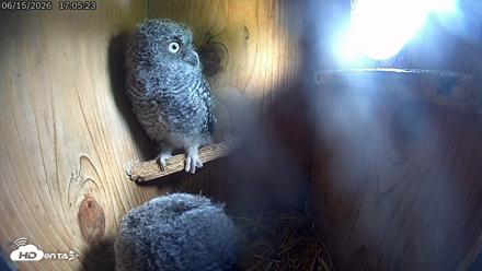 Eastern Screech Owl Live Cam - Jun 15, 2026, 6:08pm CDT