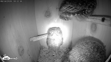 Eastern Screech Owl Live Cam - Jun 14, 2026, 12:33am CDT