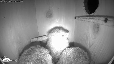 Eastern Screech Owl Live Cam - Jun 14, 2026, 12:33am CDT