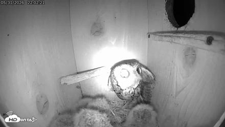 Eastern Screech Owl Live Cam - May 31, 2026, 10:23pm CDT