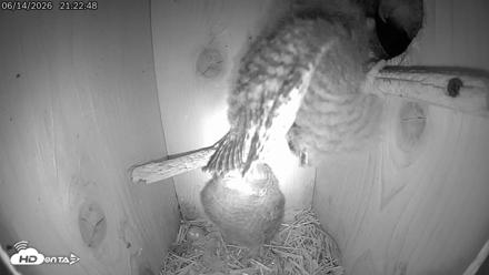 Eastern Screech Owl Live Cam - Jun 15, 2026, 12:28am CDT