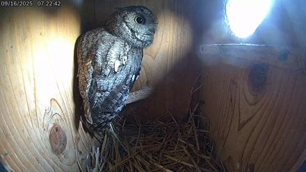 Eastern Screech Owl Live Cam - Sep 16, 2025, 12:15pm CDT
