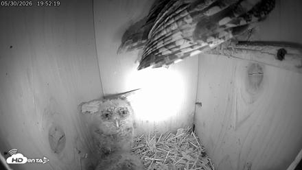 Eastern Screech Owl Live Cam - May 30, 2026, 7:55pm CDT
