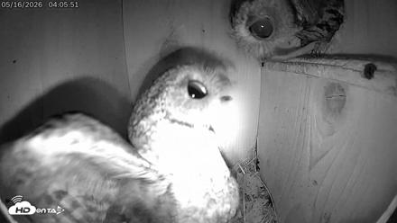Eastern Screech Owl Live Cam - May 16, 2026, 11:22am CDT