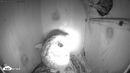 Eastern Screech Owl Live Cam - May 17, 2026, 8:37am CDT