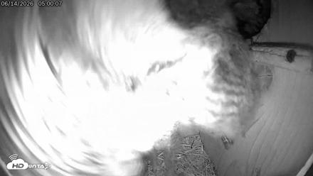 Eastern Screech Owl Live Cam - Jun 14, 2026, 8:21am CDT