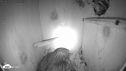 Eastern Screech Owl Live Cam - May 16, 2026, 4:12am CDT