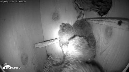 Eastern Screech Owl Live Cam - Jun 9, 2026, 11:40pm CDT