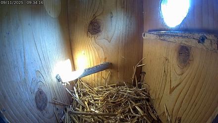 Eastern Screech Owl Live Cam - Sep 11, 2025, 9:35am CDT