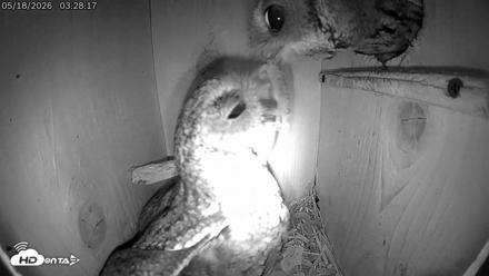 Eastern Screech Owl Live Cam - May 18, 2026, 11:14am CDT