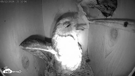 Eastern Screech Owl Live Cam - May 13, 2026, 5:50am CDT