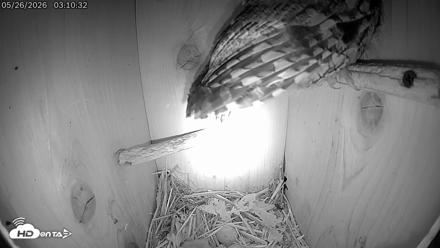 Eastern Screech Owl Live Cam - May 26, 2026, 3:54am CDT
