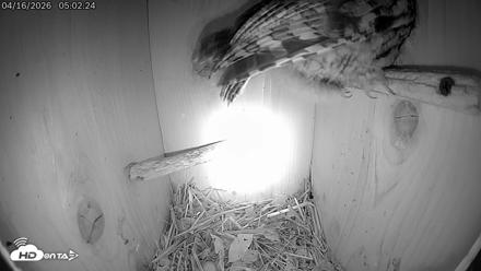 Eastern Screech Owl Live Cam - Apr 16, 2026, 11:58am CDT