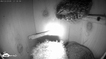 Eastern Screech Owl Live Cam - Jun 13, 2026, 11:09pm CDT