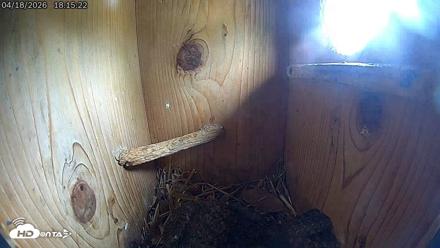 Eastern Screech Owl Live Cam - Apr 19, 2026, 4:21am CDT