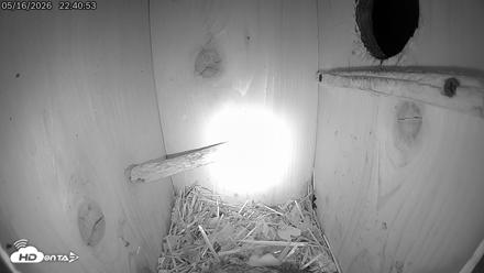 Eastern Screech Owl Live Cam - May 17, 2026, 7:39am CDT