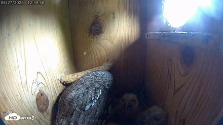 Eastern Screech Owl Live Cam - May 27, 2026, 2:32pm CDT