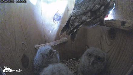 Eastern Screech Owl Live Cam - Jun 5, 2026, 4:34pm CDT