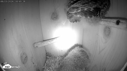 Eastern Screech Owl Live Cam - Jun 15, 2026, 1:03am CDT