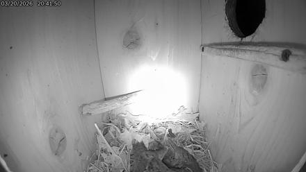 Eastern Screech Owl Live Cam - Mar 21, 2026, 12:23am CDT