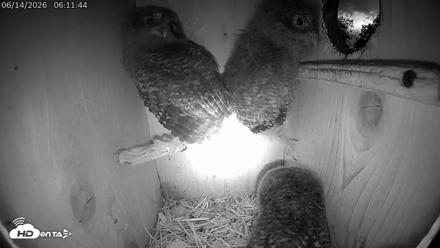 Eastern Screech Owl Live Cam - Jun 14, 2026, 8:48am CDT