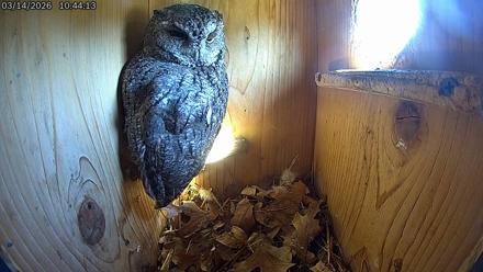 Eastern Screech Owl Live Cam - Mar 14, 2026, 10:46am CDT