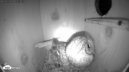 Eastern Screech Owl Live Cam - May 1, 2026, 11:03pm CDT
