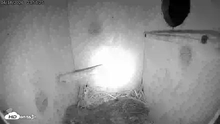 Eastern Screech Owl Live Cam - Apr 19, 2026, 4:58am CDT