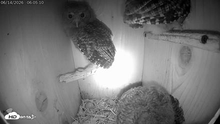 Eastern Screech Owl Live Cam - Jun 14, 2026, 8:40am CDT
