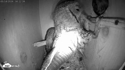 Eastern Screech Owl Live Cam - May 14, 2026, 8:15am CDT