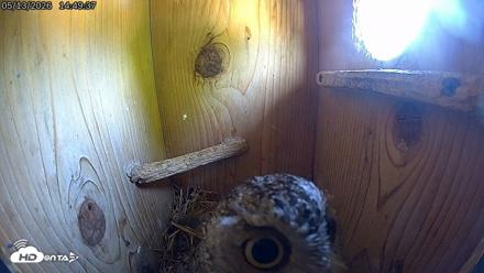 Eastern Screech Owl Live Cam - May 13, 2026, 2:50pm CDT
