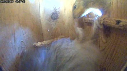 Eastern Screech Owl Live Cam - Jan 18, 2026, 3:14pm CST